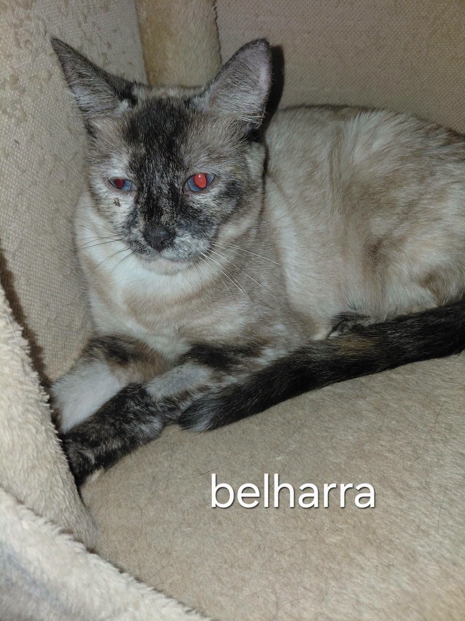 Photo de BELHARA