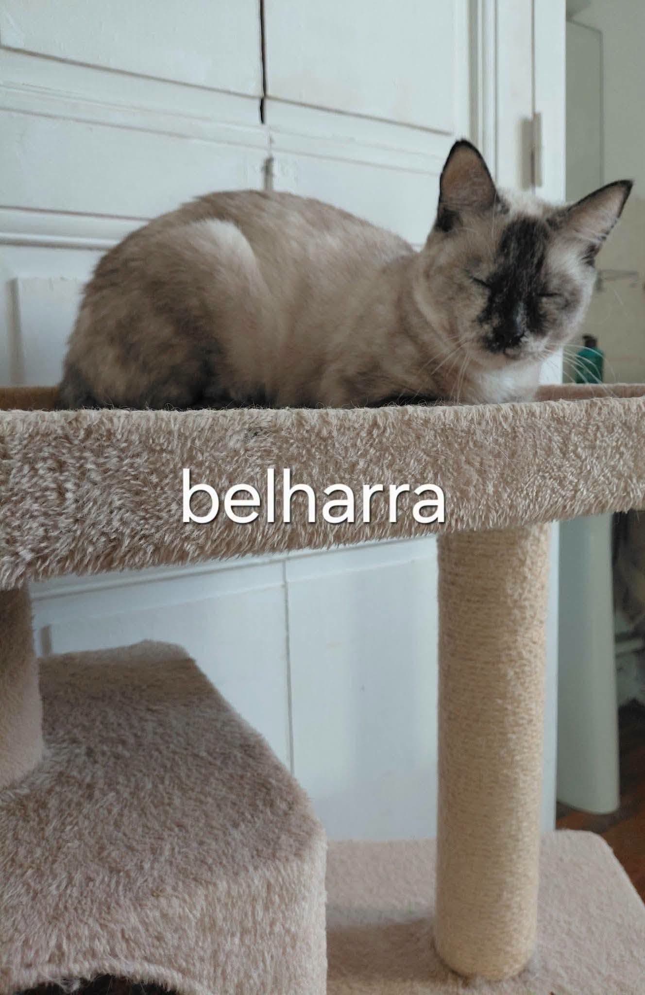 Photo de BELHARA